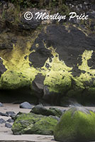 Patches of algae on rocks, Cape Cove, Heceta Head, OR