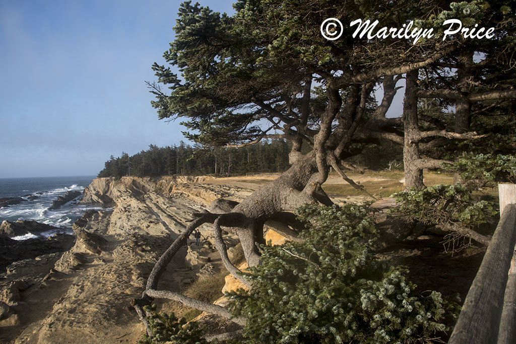 Gnarled tree and coastline, Cape Arago, OR