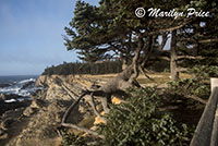 Gnarled tree and coastline, Cape Arago, OR