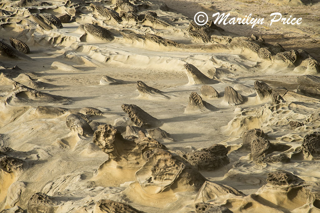 Sandstone carved by nature, Cape Arago, OR