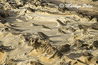 Sandstone carved by nature, Cape Arago, OR