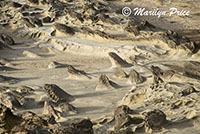 Sandstone carved by nature, Cape Arago, OR