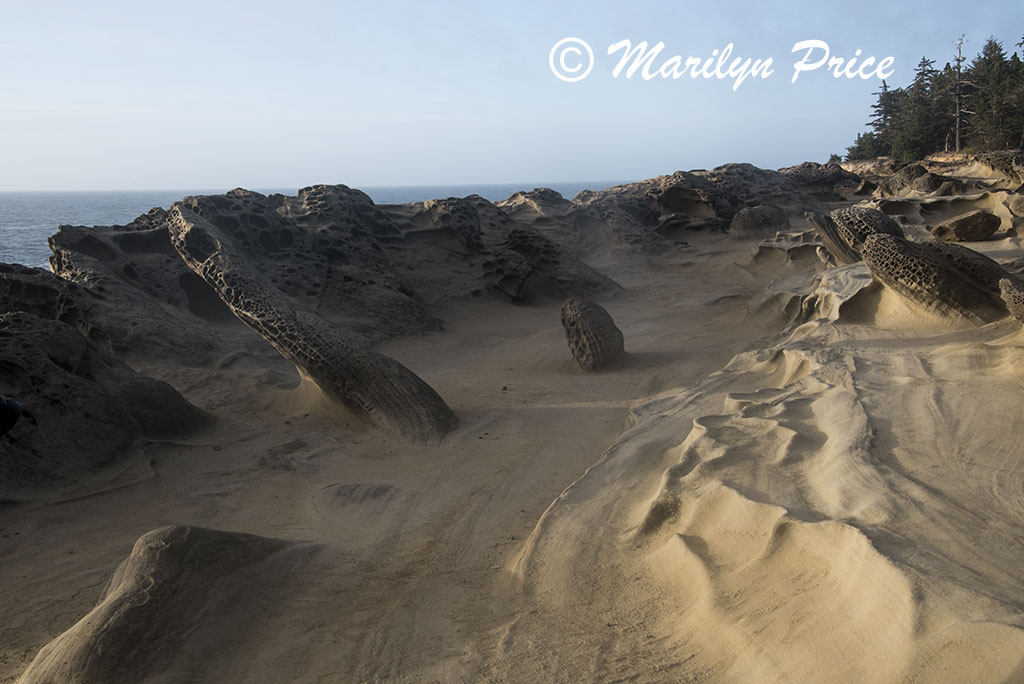 Sandstone carved by nature, Cape Arago, OR