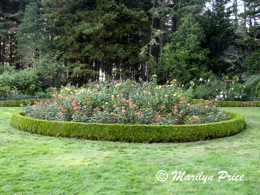 Bed of roses, Shore Acres State Park, OR