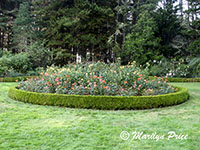 Bed of roses, Shore Acres State Park, OR