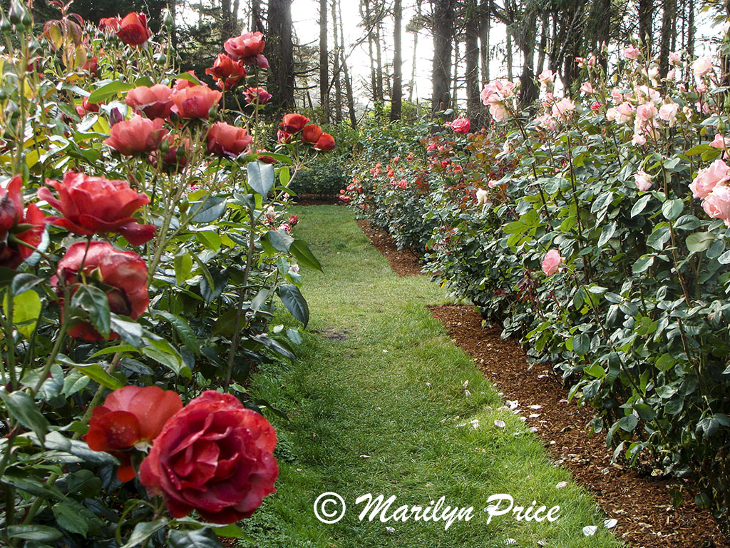 Exhibition rose garden, Shore Acres State Park, OR