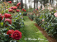 Exhibition rose garden, Shore Acres State Park, OR