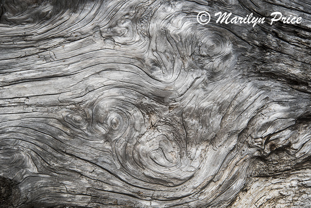 Patterns in the driftwood, Harris Beach, OR