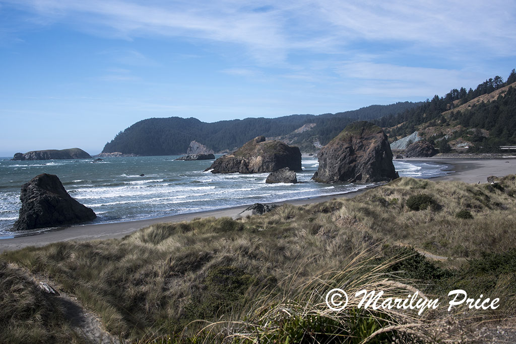 Grasses and sea stacks, Cape Sebastian, OR