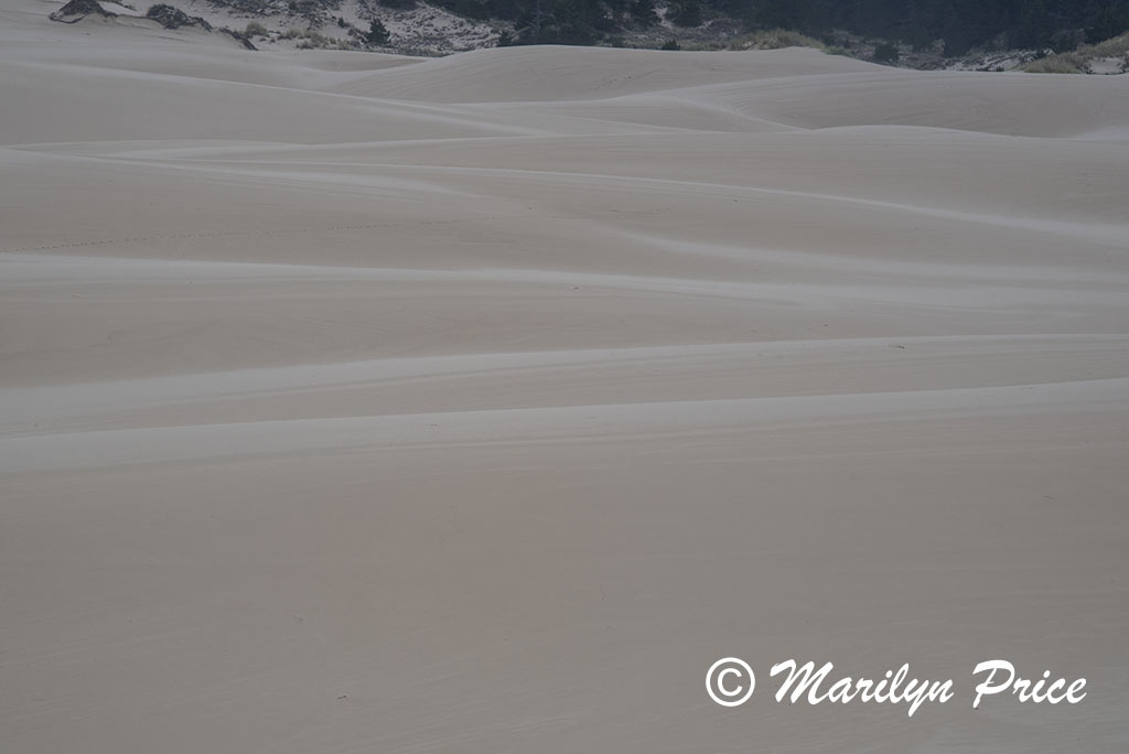 Patterns in the sand, John Dellenback Dunes, OR