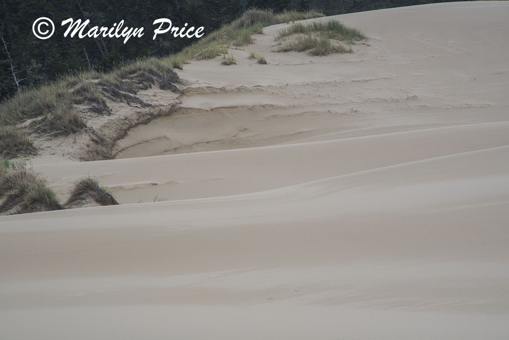 Patterns in the sand, John Dellenback Dunes, OR