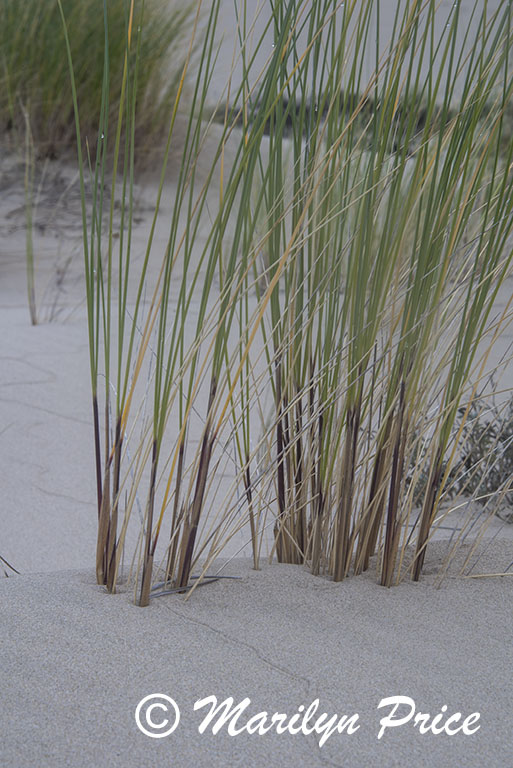 Grasses and dunes, John Dellenback Dunes, OR