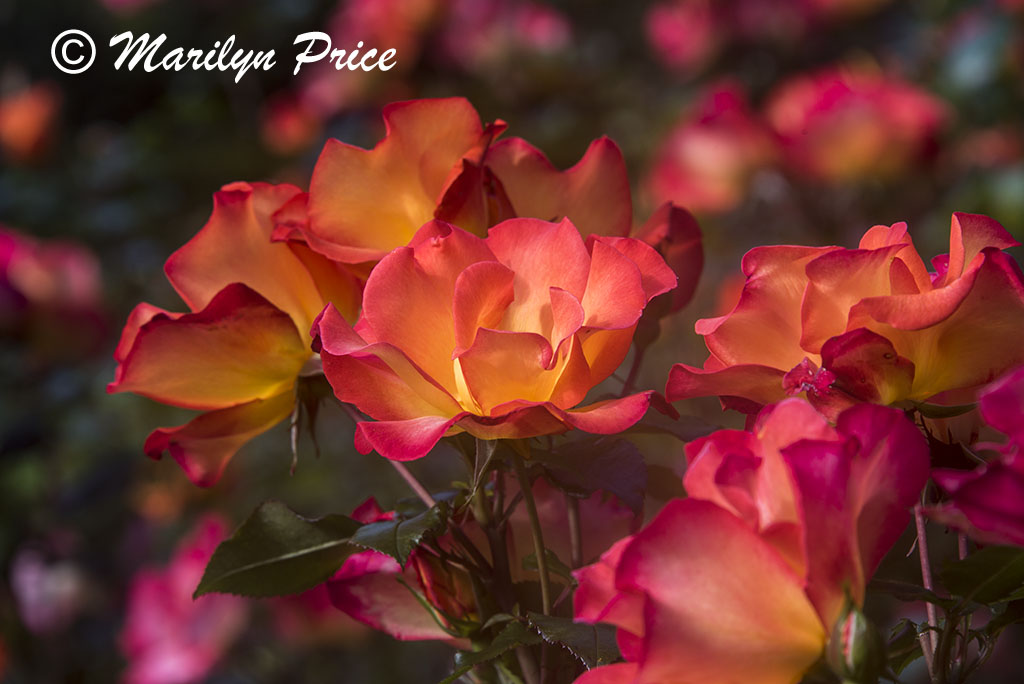 Roses, Shore Acres State Park, OR