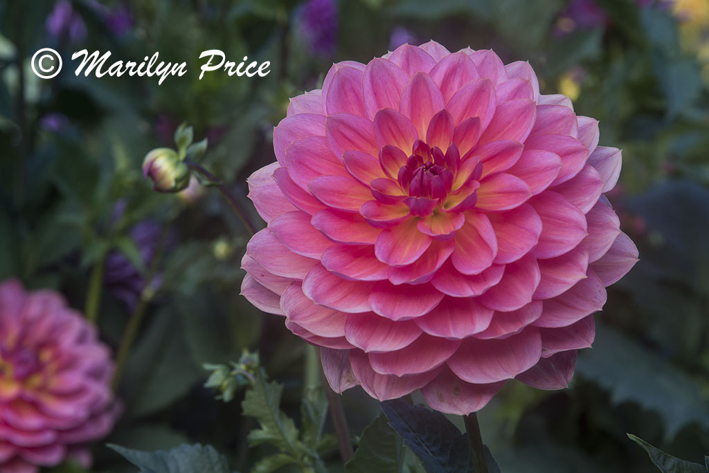 Dahlias, Shore Acres State Park, OR