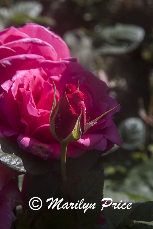 Roses, Shore Acres State Park, OR