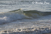 Waves, South Jetty and Dunes, OR