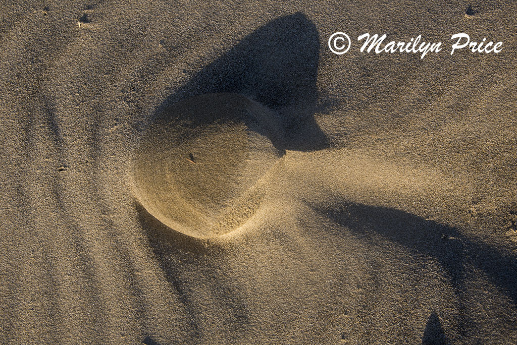 Patterns in the sand, South Jetty and Dunes, OR
