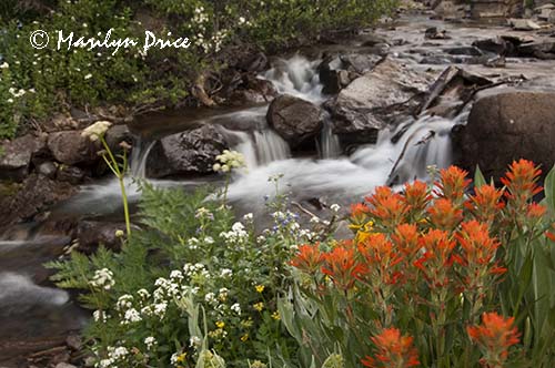 Paintbrush and cascades, Yankee Boy Basin, near Ouray, CO