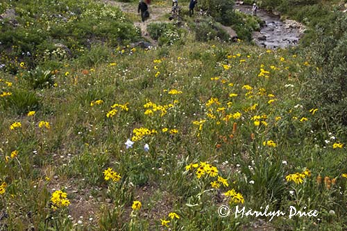 Meadow of wildflowers and photographers, Yankee Boy Basin, near Ouray, CO
