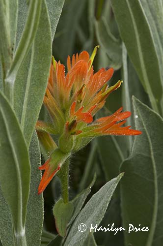 Orange paintbrush, Yankee Boy Basin, near Ouray, CO
