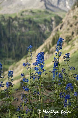 Subalpine larkspur, Yankee Boy Basin, near Ouray, CO
