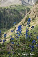 Subalpine larkspur, Yankee Boy Basin, near Ouray, CO