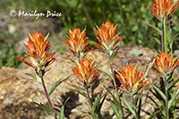 Orange paintbrush, Yankee Boy Basin, near Ouray, CO