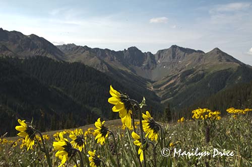 Nodding sunflowers and mountains, near Ouray, CO