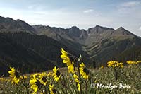 Nodding sunflowers and mountains, near Ouray, CO