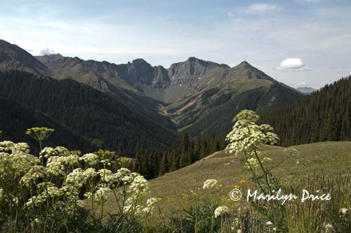 Lovage and mountains, near Ouray, CO