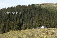 Carl on a hillside, near Ouray, CO