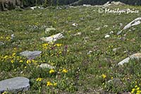 A meadow of wildflowers and rocks, near Ouray, CO