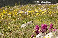 Rosy paintbrush and other wildflowers, near Ouray, CO