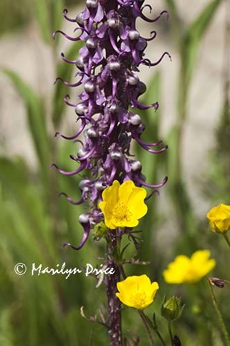 Buttercups and Little Red Elephants (or Elephant Heads)