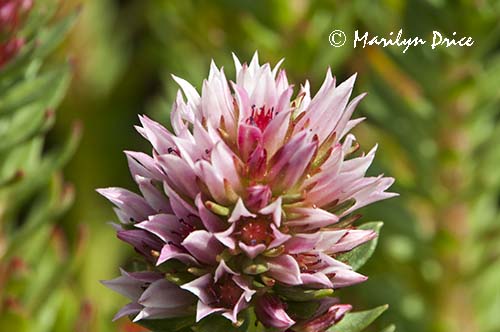 Queen's Crown or Rose Crown