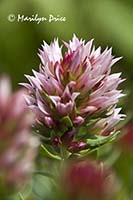 Queen's Crown or Rose Crown