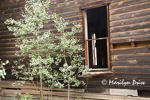 Aspen and deserted building, Ironton, CO