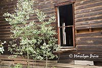 Aspen and deserted building, Ironton, CO