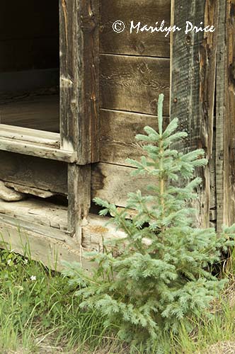 Spruce and abandoned building, Ironton, CO