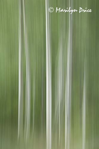 Abstract aspen, Ironton, CO