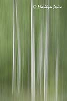 Abstract aspen, Ironton, CO