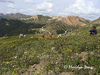 Photographers in a field of wildflowers with mountains for backdrops, between Corkscrew Pass and Hurricane Pass, near Ouray, CO