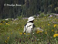 Marilyn sits in the middle of wildflowers, near Ouray, CO