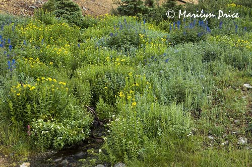 A meadow of wildflowers, Yankee Boy Basin, near Ouray, CO