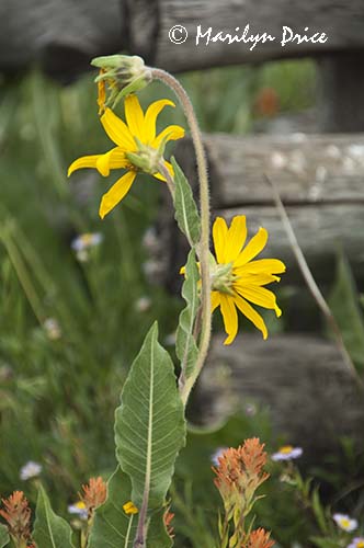 Orange Paintbrush and Mule's Ears, Last Dollar Road, near Ridgway, CO