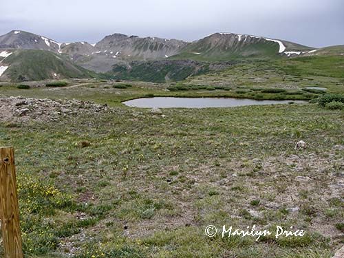 View from Independence Pass, CO