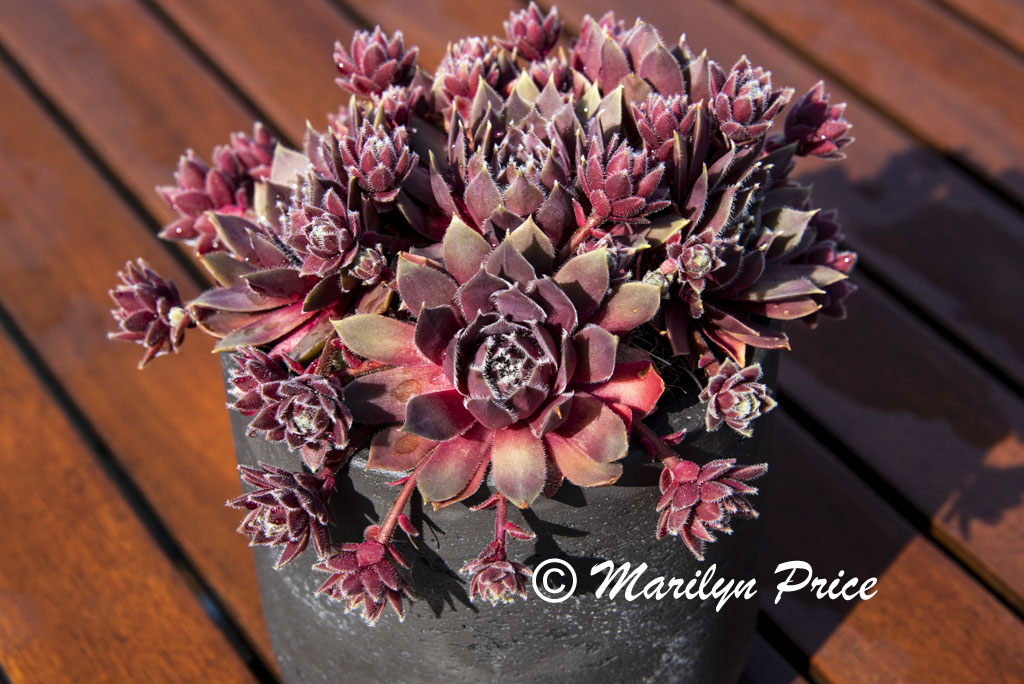 Succulent centerpiece aboard ship, Rhine River, Germany