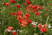 Poppies, Strasbourg, France