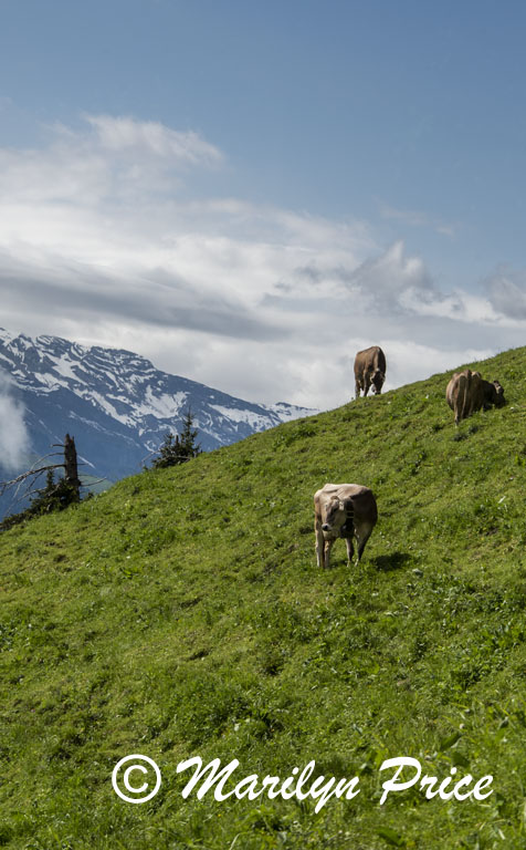 Cows on the hillside from the cog railroad, Mt. Pilatus, Switzerland