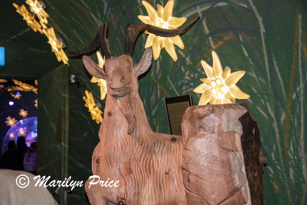 Mountain goats and edelweiss, Ice Experience, Jungfraujoch, Switzerland